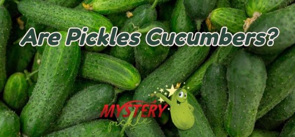 Are Pickles Cucumbers? Read On